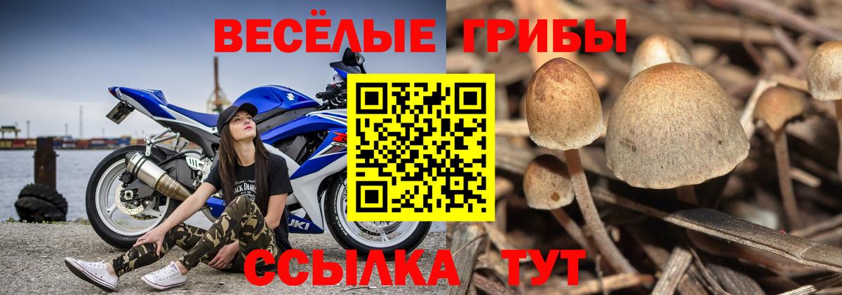 Галлюциногенные грибы Magic Shrooms  Псилоцибиновые грибы Cubensis  Вход с VPN  Обнинск 